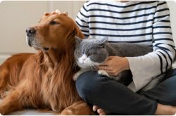 a dog and a cat cuddle up with their owner